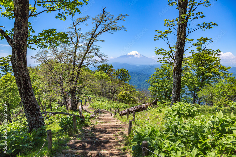 Fototapeta premium 丹沢の登山道