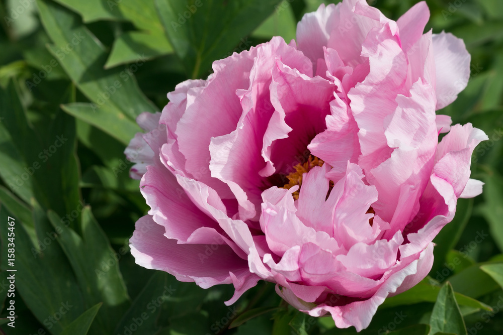 tree peony pink flower closeup in the garden tree peony pink flower closeup in the garden