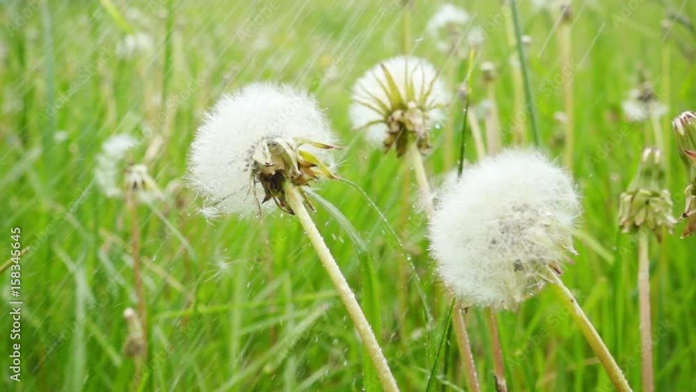 Dandelions under the summer rain, slow motion Dandelions under the summer rain, slow motion