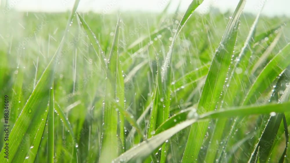 Plants under the summer rain, slow motion Plants under the summer rain, slow motion