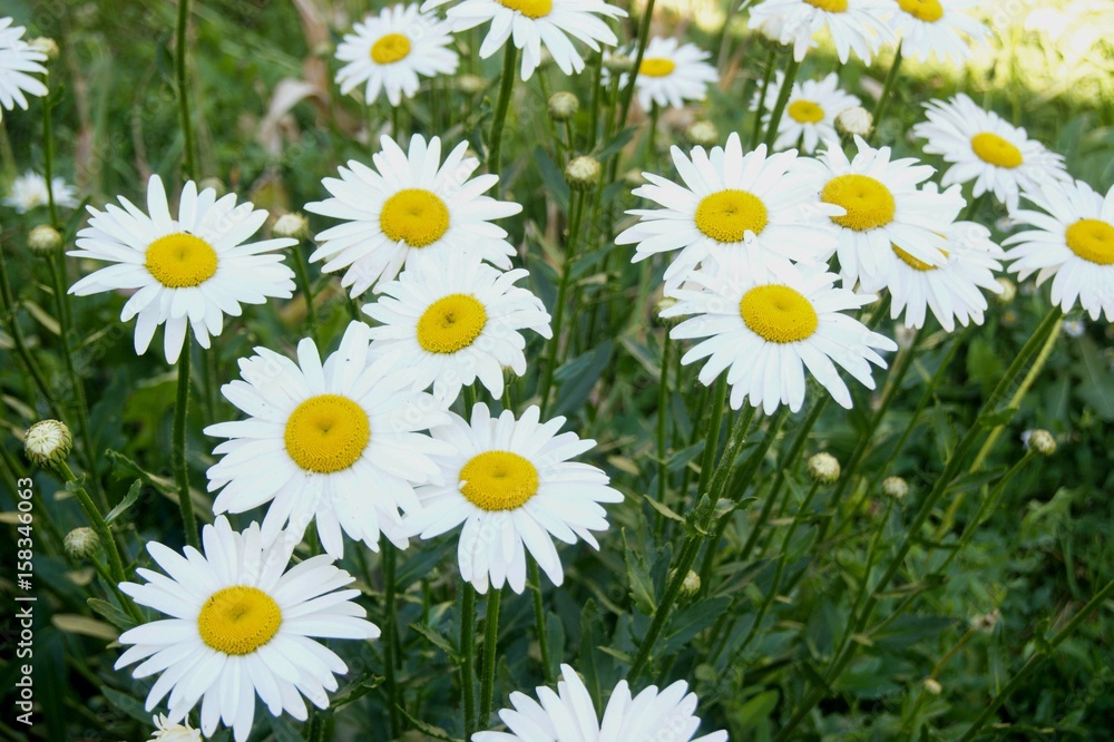 Obraz premium Field of chamomiles