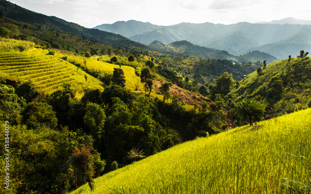 Golden Rice Field, a beautiful natural beauty on mountain in Nan, Nan Province, Thailand.
