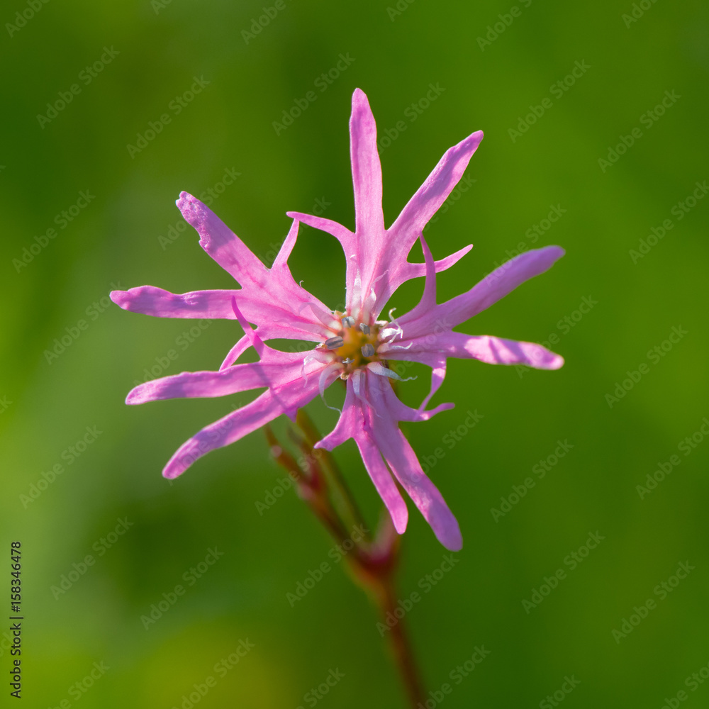 Ragged Robin (Lychnis flos-cuculi) single flower. Pink flower in the family  Caryophyllaceae, with strange incomplete petals Stock Photo Adobe Stock