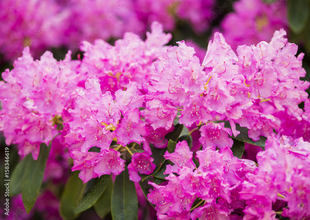 Fototapeta premium Pink rhododendron