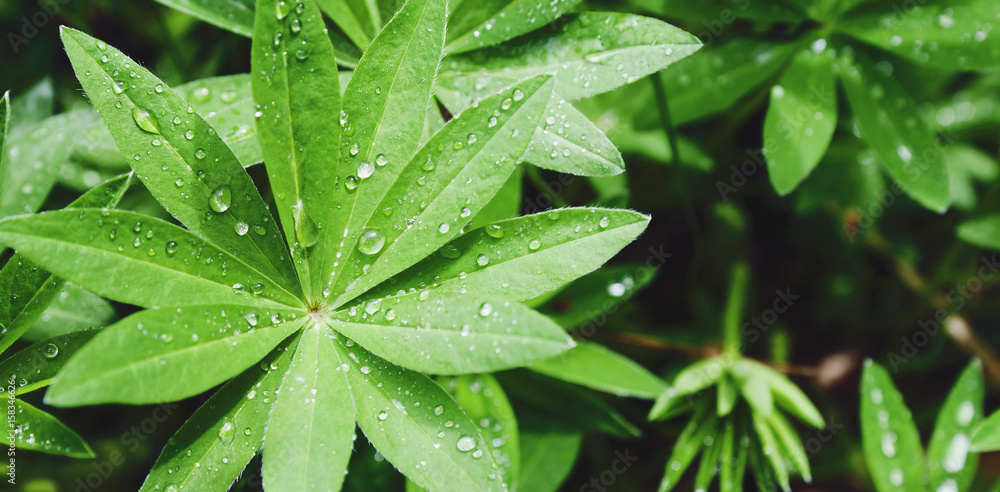 Beautiful close-up of lupins with raindrops. View from above. Panorama. Beautiful close-up of lupins with raindrops. View from above. Panorama.