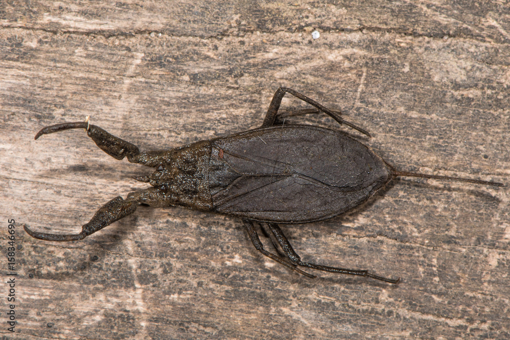 Water scorpion (Nepa cinerea) from above. Predatory aquatic bug in the ...