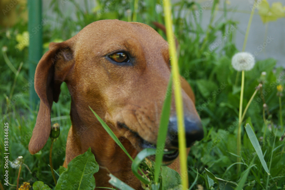 Brown dog in high green grass, dachshund