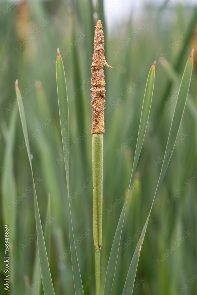 Lesser bulrush (Typha angustifolia) flower spike. Pollen producing male structure above female part on plant in the family Typhaceae, aka lesser reedmace