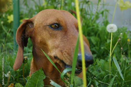 Brown dog in high green grass, dachshund