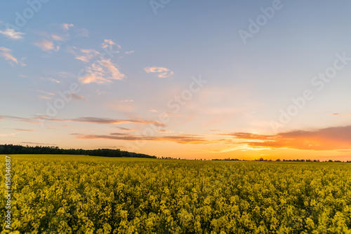 Rapeseed field with yellow plants after sunset