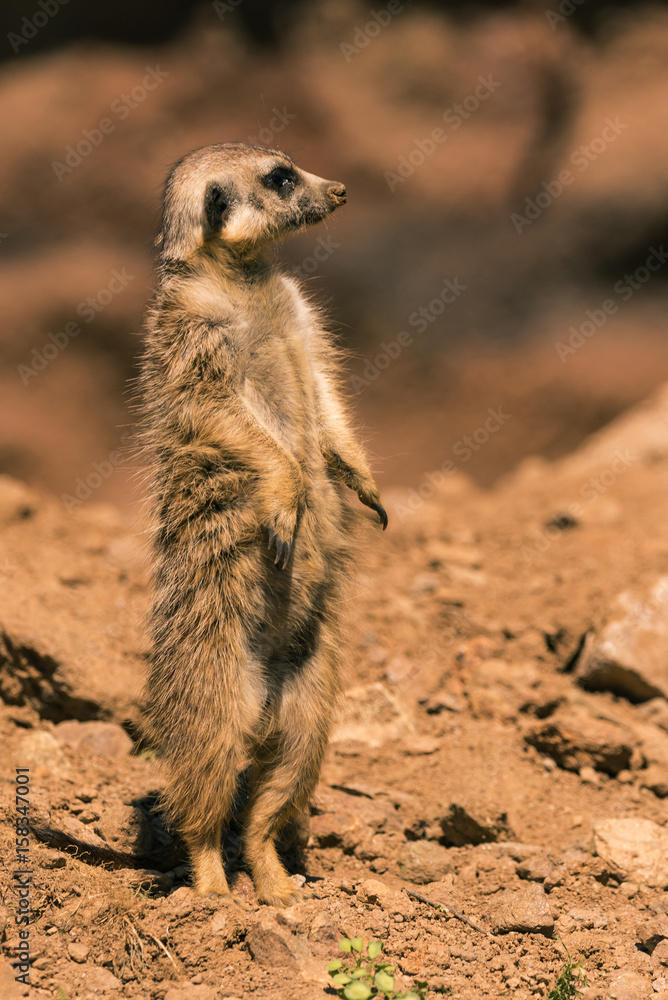Fototapeta premium Single male Surikata on guard