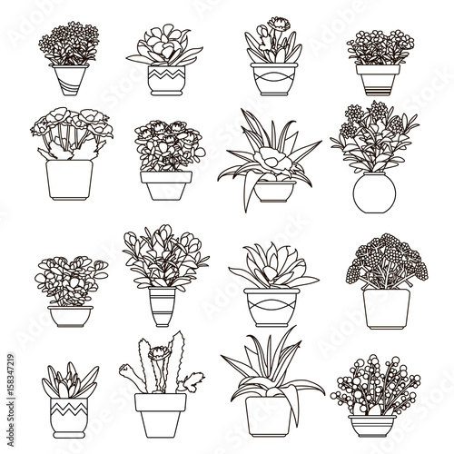 Vector illustration flowers and plants, succulent in vases in line style.