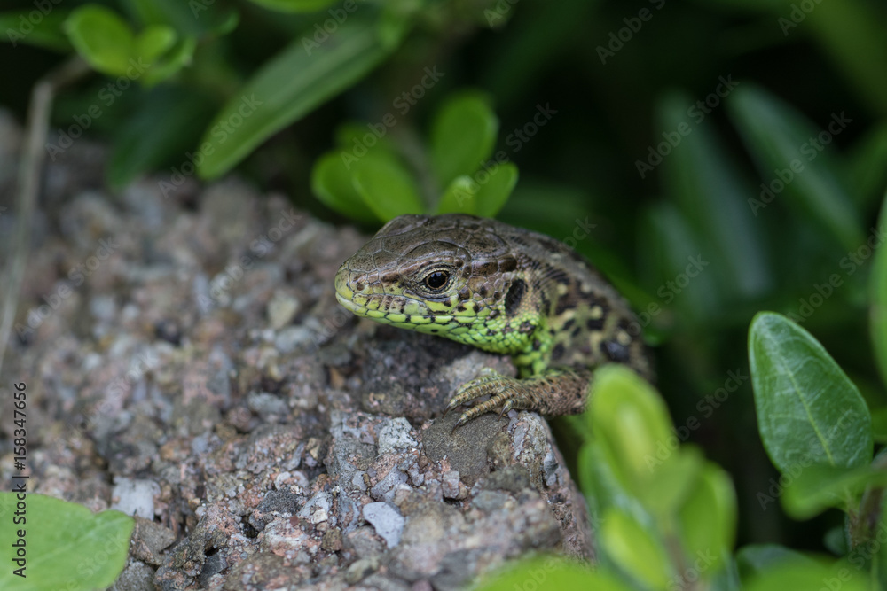 Naklejka premium Zauneidechse