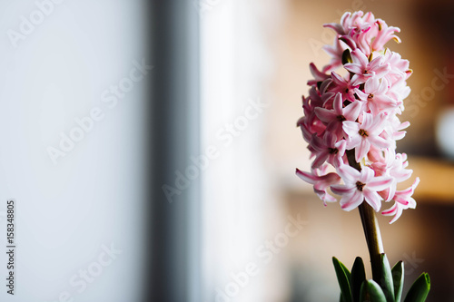 Fototapeta Naklejka Na Ścianę i Meble -  beautiful pink hyacinth on white light yellow background close-up horizontal copyspace vintage pattern on the window