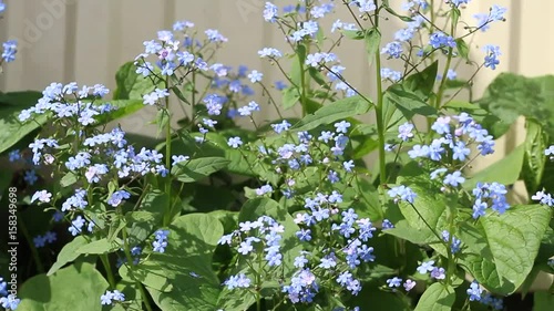 Nemophila flower field, blue flowers in the garden.

