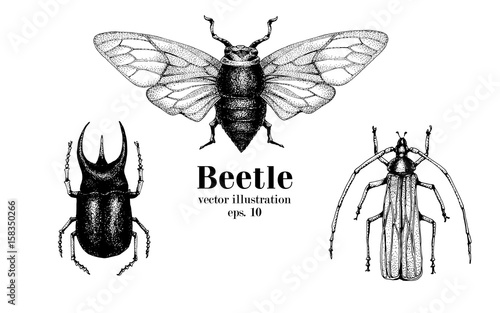 Vector retro hand drawn beetle set. Bug, dor, dorr, insect on a white background. Vintage illustration