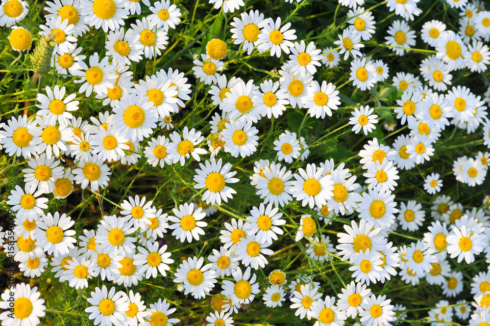 Beautiful daisy flower in the grass in springtime. Chamomile field flowers background. Herbal plants chamomile in the wild Beautiful daisy flower in the grass in springtime. Chamomile field flowers background. Herbal plants chamomile in the wild