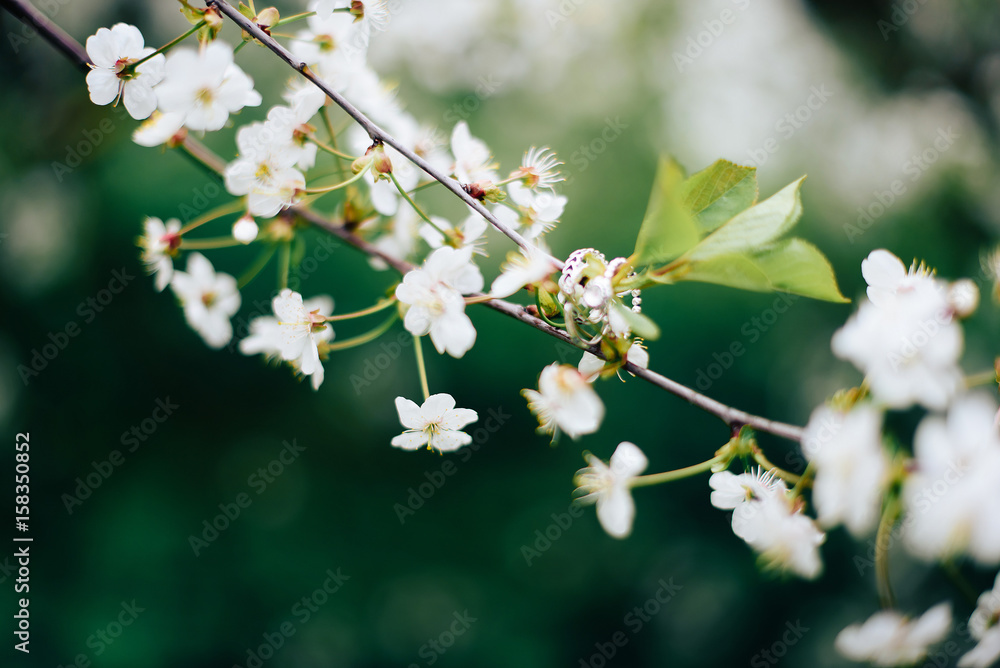 Wedding rings on a cherry blossom branch Wedding rings on a cherry blossom branch