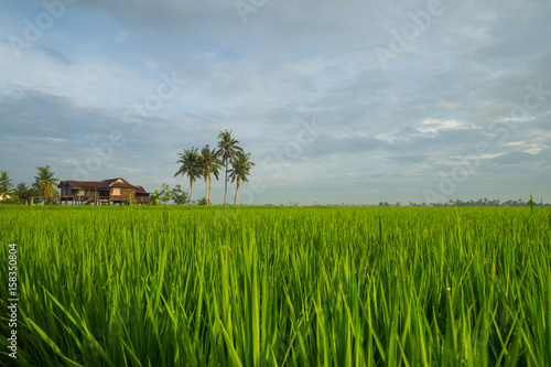 View of paddy field during sunrise in Sungai Besar  a well known place as one of the major rice supplier in Malaysia.