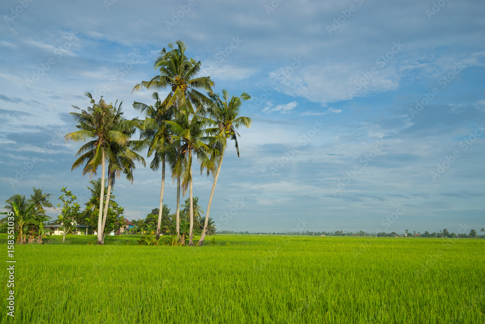 View of paddy field during sunrise in Sungai Besar, a well known place as one of the major rice supplier in Malaysia.