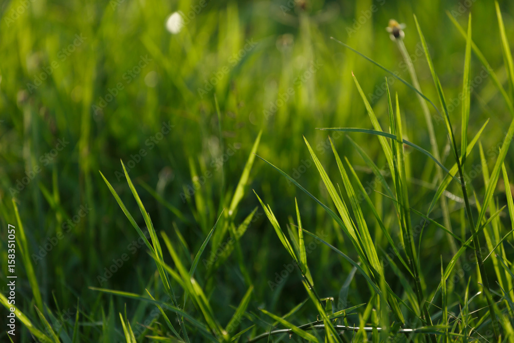 green grass flower field green grass flower field