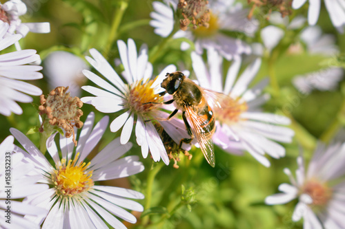 Bees on a flower © Slobodian Artur
