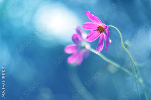 Purple cosmos flowers on a blue background. Artistic image of flowers. Selective focus. © Yulia
