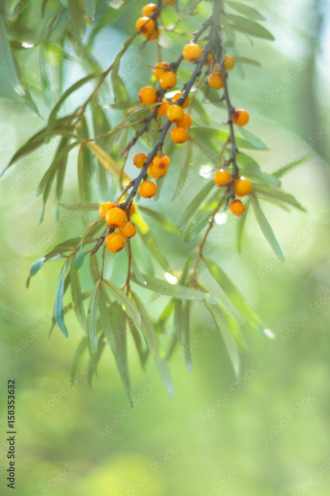Fototapeta premium Sea-buckthorn berries. A branch of sea-buckthorn with berries in the garden. Selective focus
