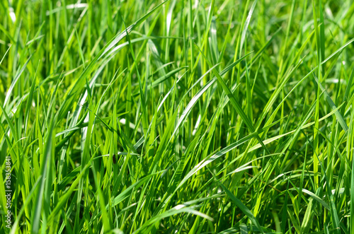Green grass as a background