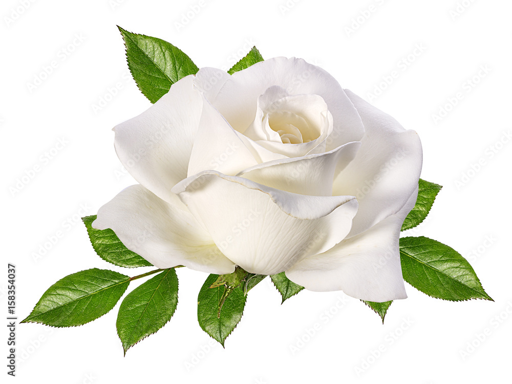 Fototapeta premium Biała Róża na białym tle