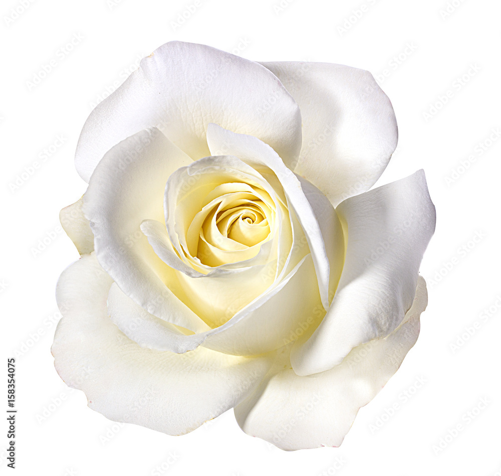 Fototapeta premium biała róża na białym tle