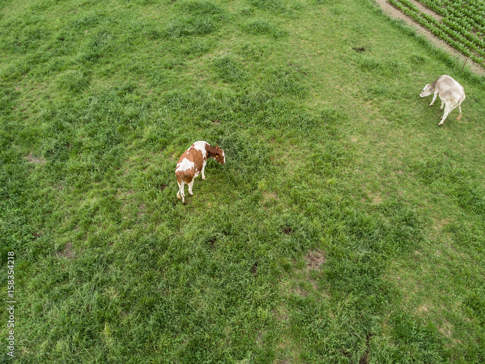 Fototapeta premium Aerial view of cows