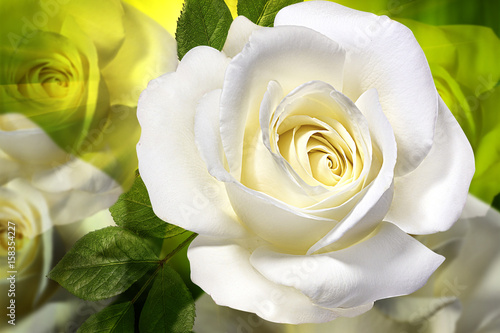white rose natural background