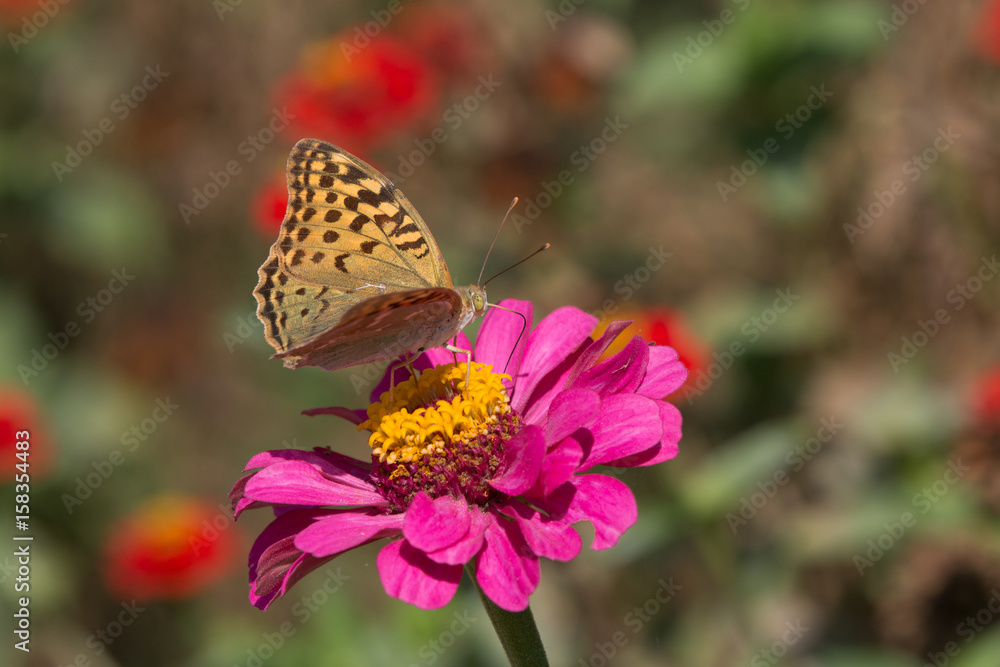 A butterfly Argynnis pandora on the purple flower. Taken near Sevastopol, Crimea, Russia. The background is out of focus. A butterfly Argynnis pandora on the purple flower. Taken near Sevastopol, Crimea, Russia. The background is out of focus.