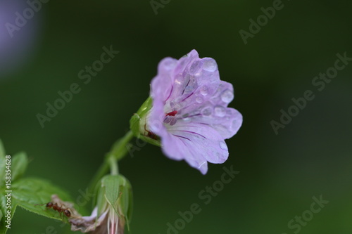Fototapeta Naklejka Na Ścianę i Meble -  géranium des bois