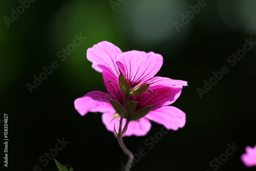 Fototapeta Naklejka Na Ścianę i Meble -  géranium des bois