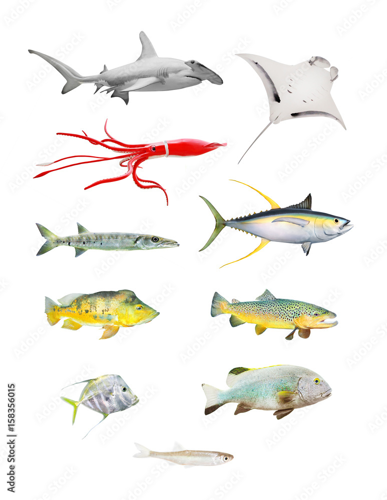 Obraz premium Sea life great set. Hammerhead shark, Manta Ray, Squid, Barracuda, Yellow Fin Tuna, Bass Fish, Salmon, Grouper and Sardine isolated on white background.
