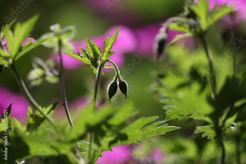 Fototapeta Naklejka Na Ścianę i Meble -  géranium des bois
