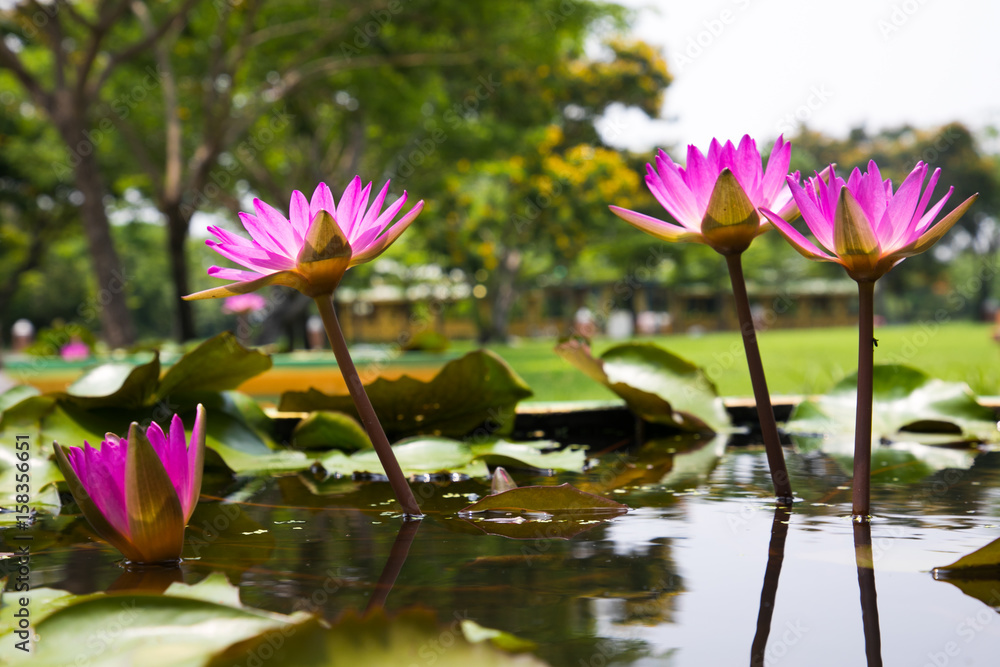 Lotus flower and Lotus flower plants Lotus flower and Lotus flower plants
