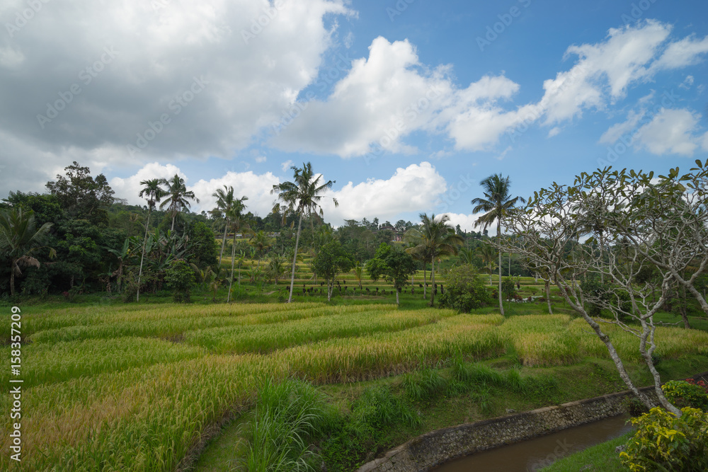 Green rice fields on Bali island near Ubud, Indonesia. Green rice fields on Bali island near Ubud, Indonesia.