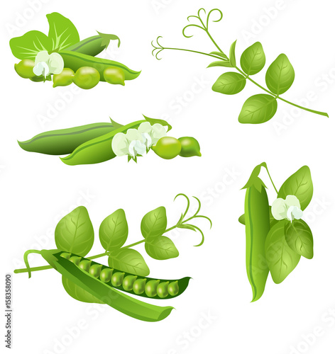 Pea  (Pisum sativum). Set of hand drawn vector illustrations of pea plant with flowers and seed pods on white background.