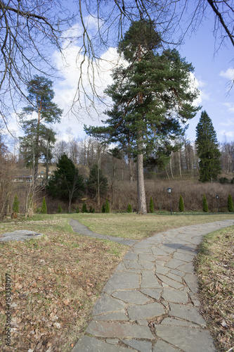 A forest path leads to the big ponderosa pine tree on a spring day. photo