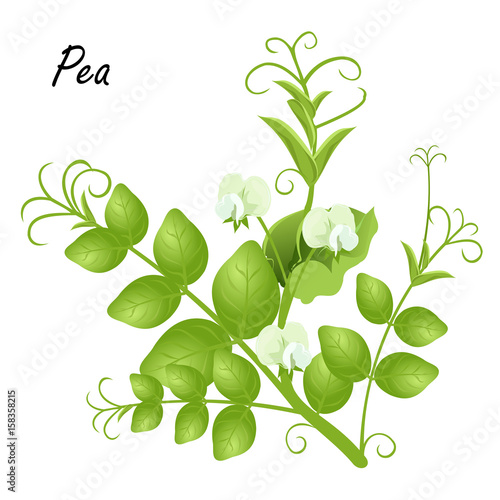 Pea  (Pisum sativum). Hand drawn vector illustration of pea plant with flowers on white background.