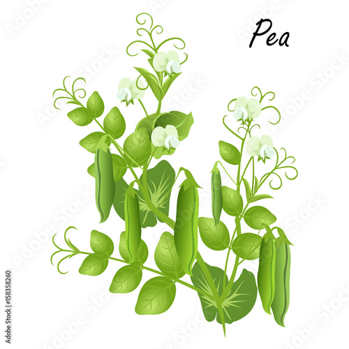 Pea  (Pisum sativum). Hand drawn vector illustration of pea plant with flowers and seed pods on white background.
