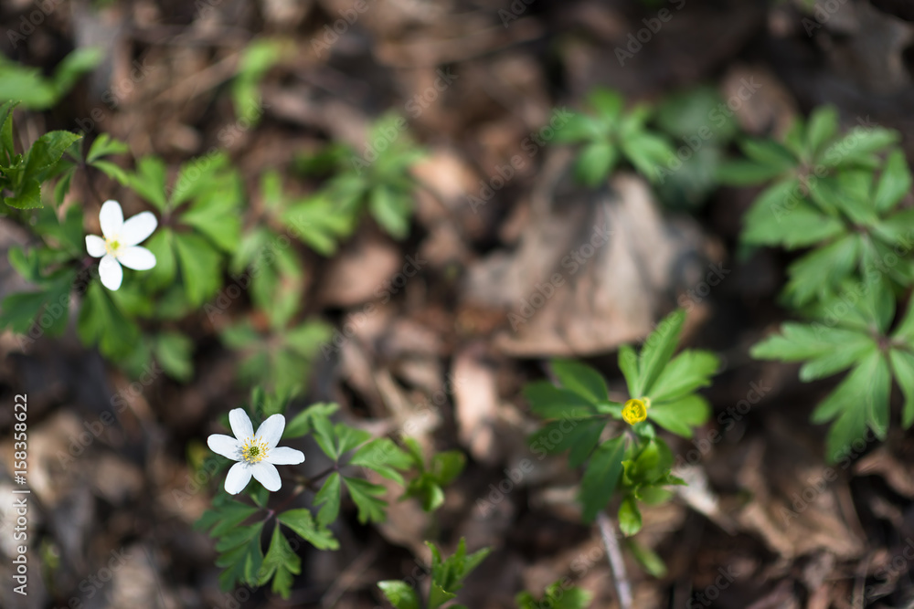White little flowers White little flowers