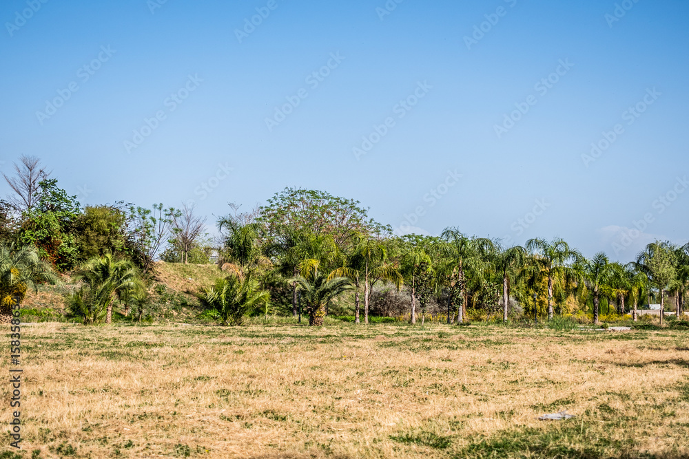 Fototapeta premium Forrest Park
