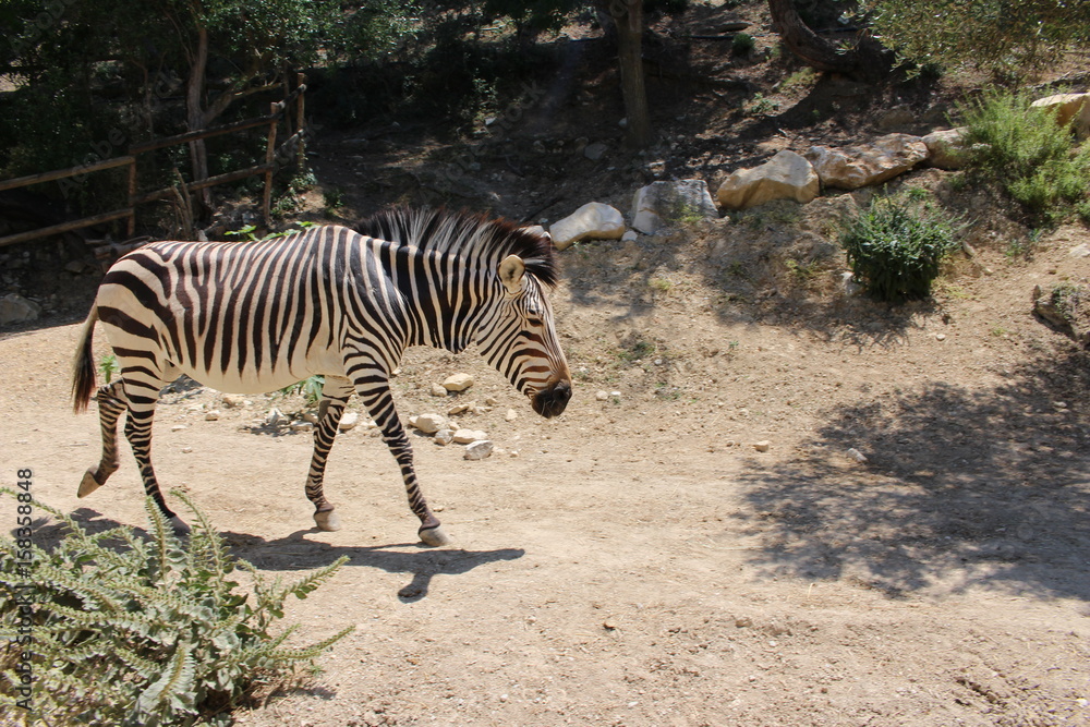Equus zebra hartmannae zèbre de hartmann Equus zebra hartmannae zèbre de hartmann