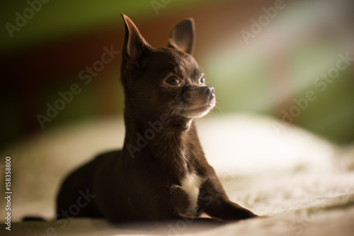 Pretty brown chihuahua dog and a sun light photo