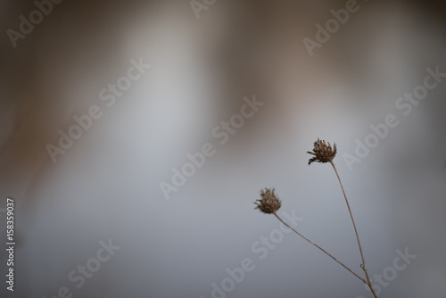 dry bur grass on rural field in early spring, shallow focus photo