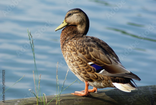 Duck mallard female on shore against blue water background